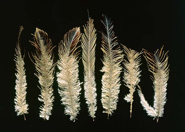 Feathers of upland moa