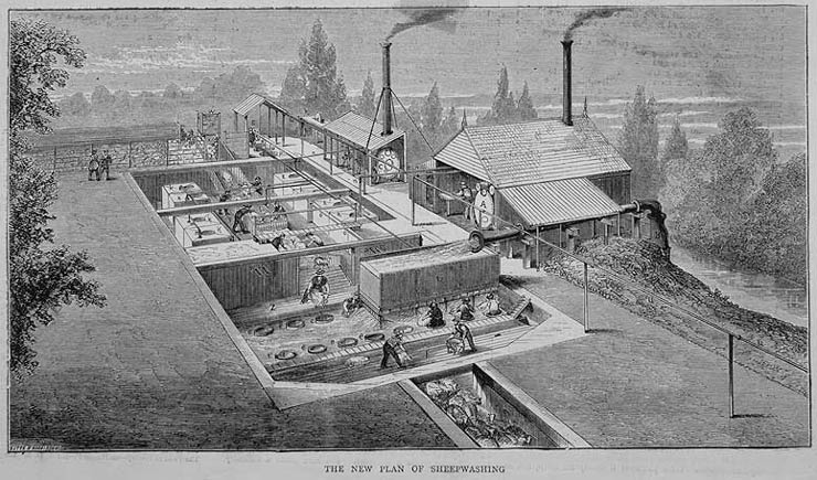 Sheep washing at 'Collaroy' station, 1872