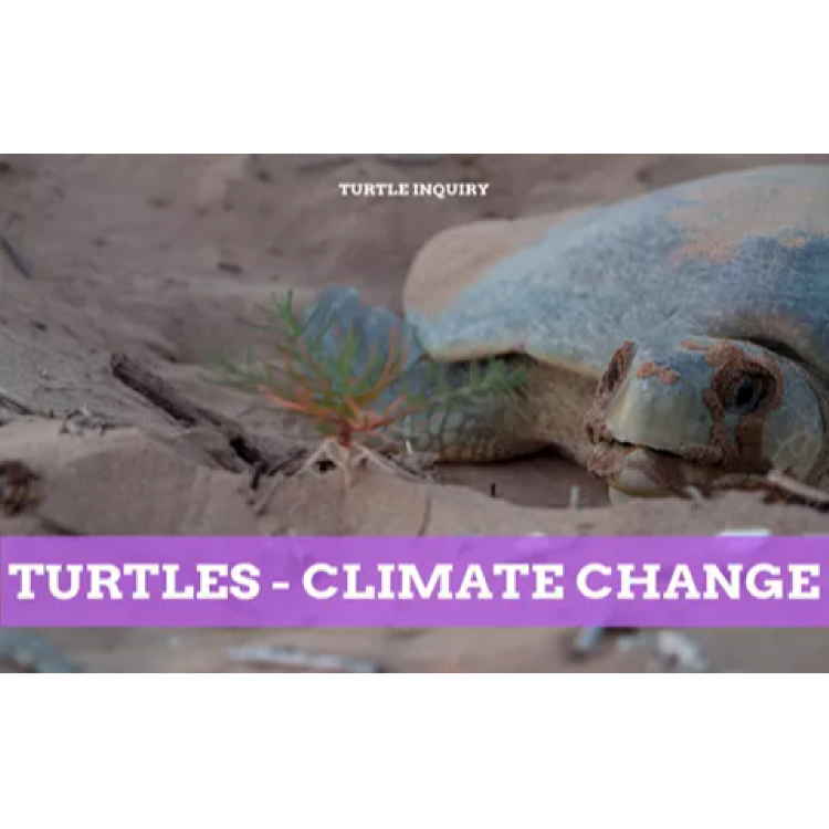 Turtles: impact of climate change on Flatback turtle populations