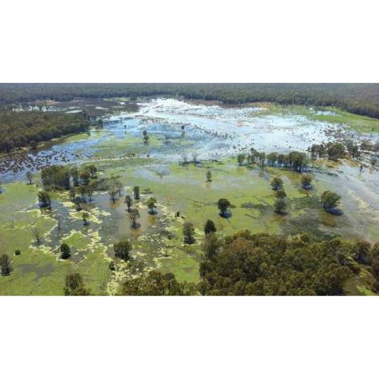 Wetlands and food webs