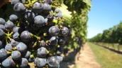 Wine-grape growing and climate change