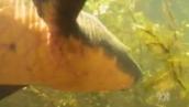 Dam threatens ancient lungfish