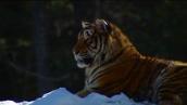 Foreign Correspondent: Siberian tigers