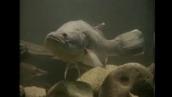 ABC News: Disease threatens fish