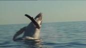 Catalyst: Chemical pollutants toxic to whales