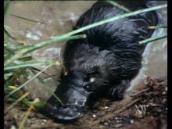 Feathers, Fur and Fins: Observing a platypus