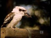 Feathers, Fur and Fins: Observing a kookaburra