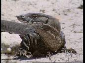 Feathers, Fur and Fins: A song about goannas