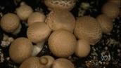 Kids in the Garden, Ep 7: Fungi: how they grow