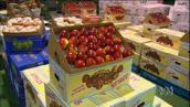 For the Juniors: Picking and processing fresh apples