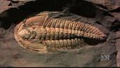 Catalyst: Cambrian fossils on Kangaroo Island