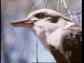 Feathers, Fur and Fins: A song about the Kookaburra's call