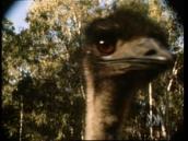 Feathers, Fur and Fins: A song about emus