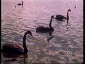 Feathers, Fur and Fins: A song about black swans