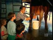 For the Juniors: Hand-milking cows