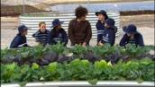 Gardening Australia: Growing vegetables and natives