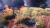 Four Corners: Ecological effects of bushfires