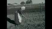 ABC News: Life on the land for Italian migrants, 1958