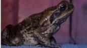 Too cold for cane toads
