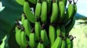 GM Bananas
