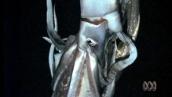 ABC News: Dr Karl vs the mysterious giant squid