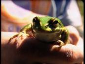 ABC News: Frog relocation