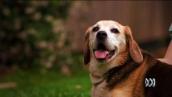 Pet Superstars: The beagle: A nose that always knows