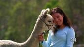 Pet Superstars: Alpacas: No hump but spits like a camel
