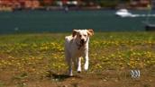 Pet Superstars: Guide dog puppy in training