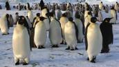 Catalyst: Penguin wave better than a group hug!