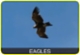 What have we got here: eagles
