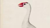 The Sydney Bird Painter: 'The white gallinule' c. 1791-92
