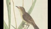 John Lewin: 'Reed warbler' 1805
