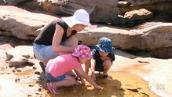 Play School: What's in the rock pools?
