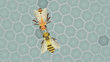 Maths inside bees and beehives