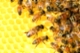 Bee habitat lesson