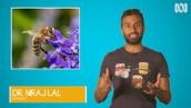 Sciencey: Will Australia have the last bees on Earth?