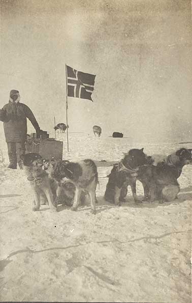 Sled dogs at the South Pole, 1911