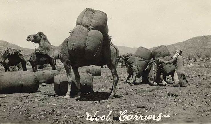 Loading camels, early 20th century
