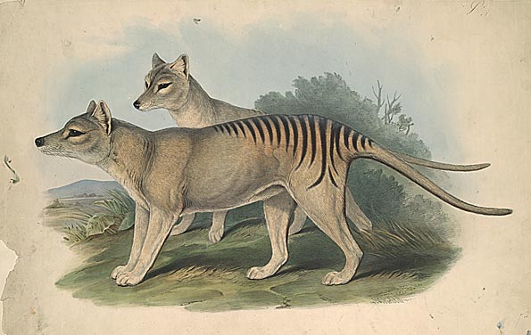 Male and female thylacines, 1841
