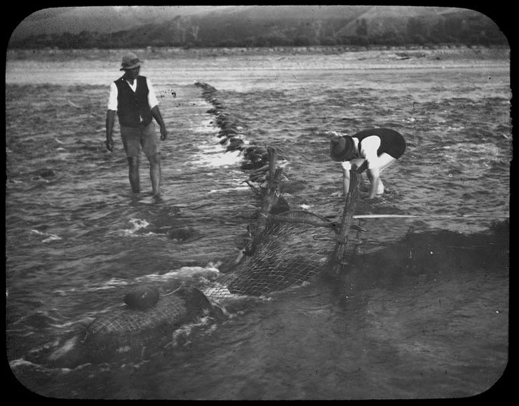 'Fishing for upokororo', 1922