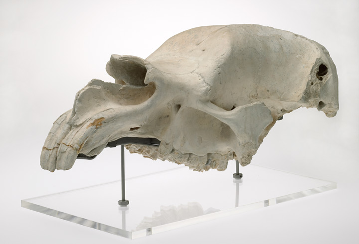 Diprotodon fossil skull