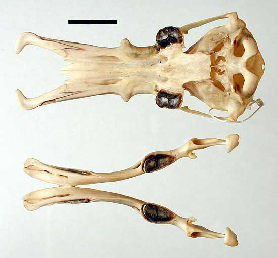 Platypus skull