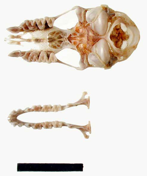 Eastern horseshoe bat skull