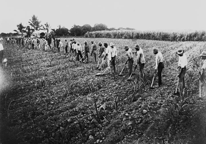 Pacific Islander labourers hoeing a cane field, c1902