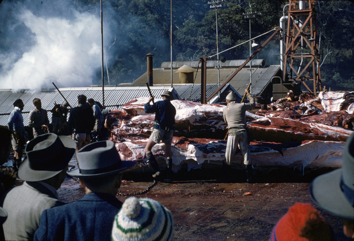 Humpback whale carcass, Tangalooma Whaling Station, c1957 - item 2 of 2