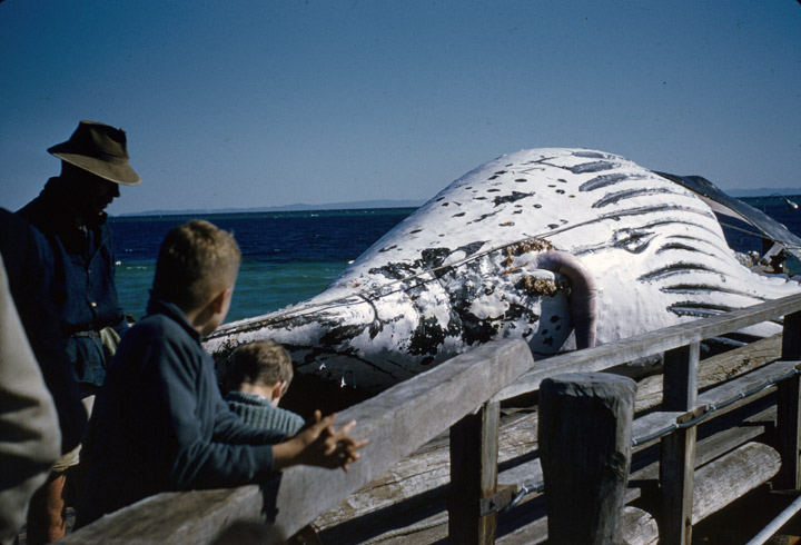 Humpback whale carcass, Tangalooma Whaling Station, c1957 - item 1 of 2