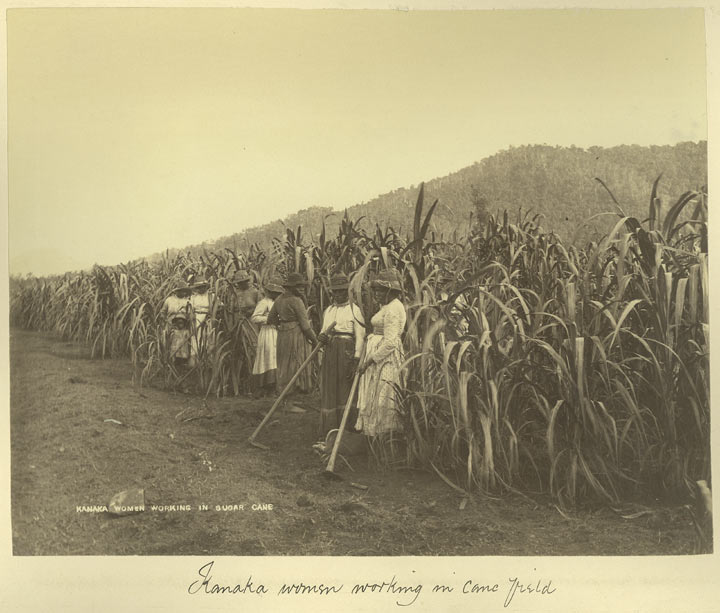 Pacific Islander women working in cane fields, c1890